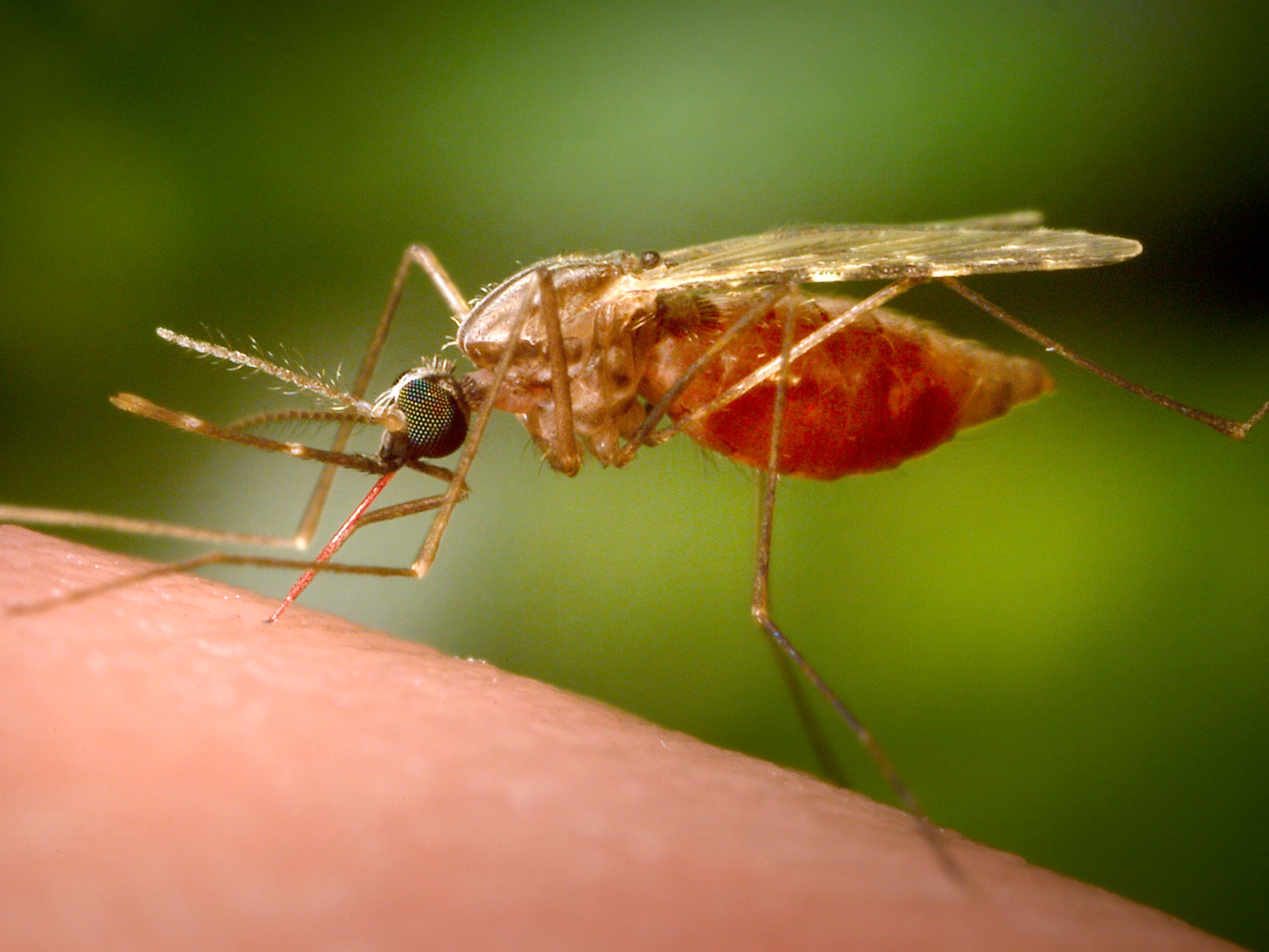 Malaria deaths rise to three in Frankfurt Airport-linked cluster
