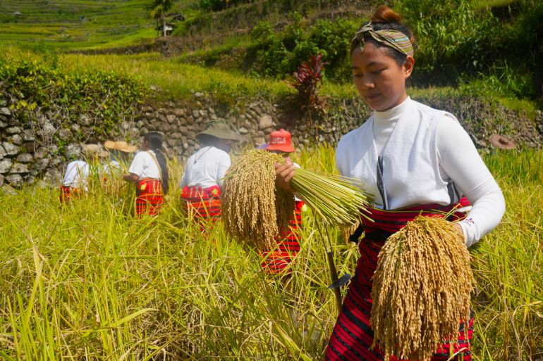 New climate risks endanger the UNESCO rice terraces of the Philippines’ Ifugao region