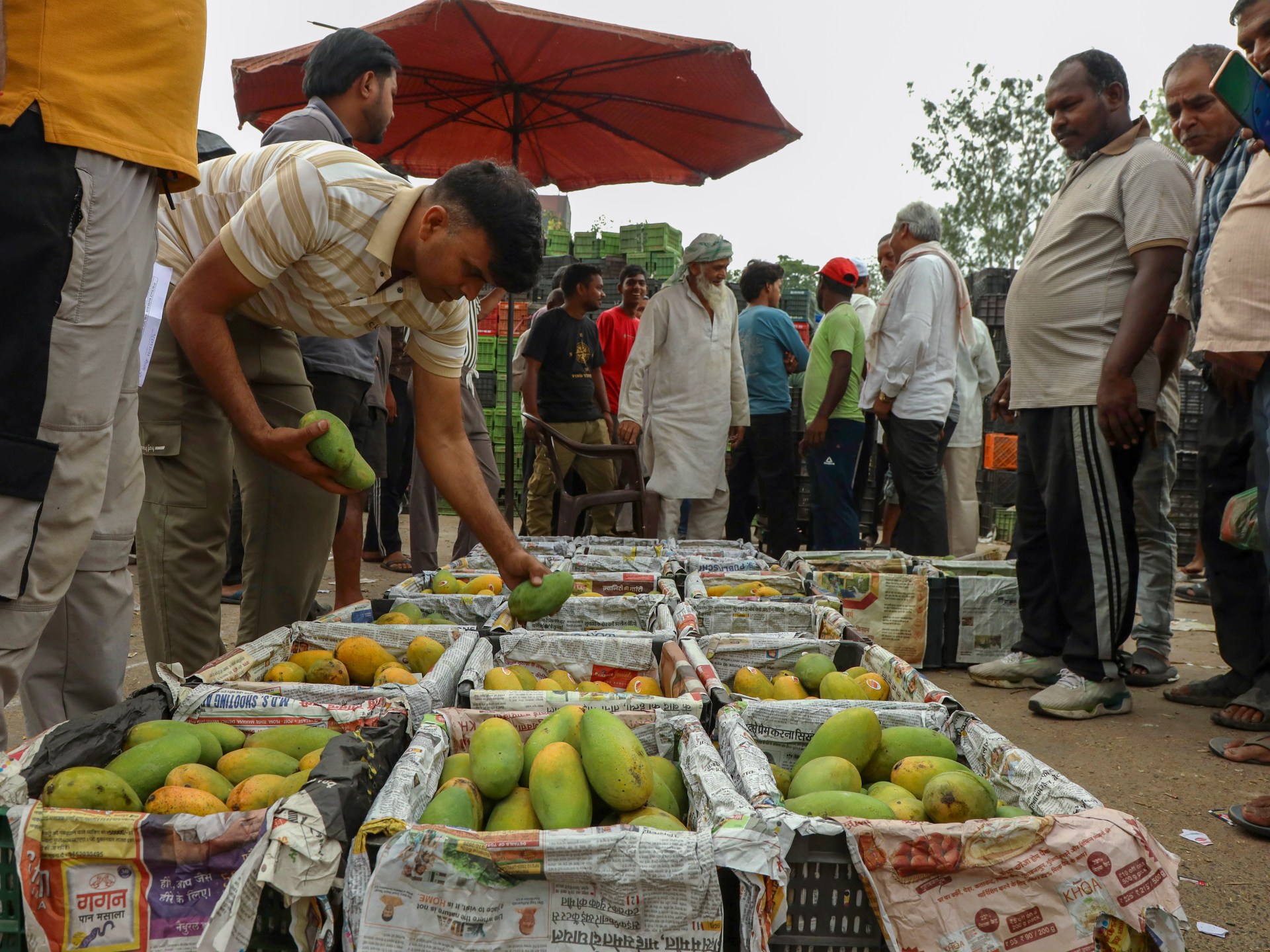 Mangoes, rice and spices expose India’s export-quality gap