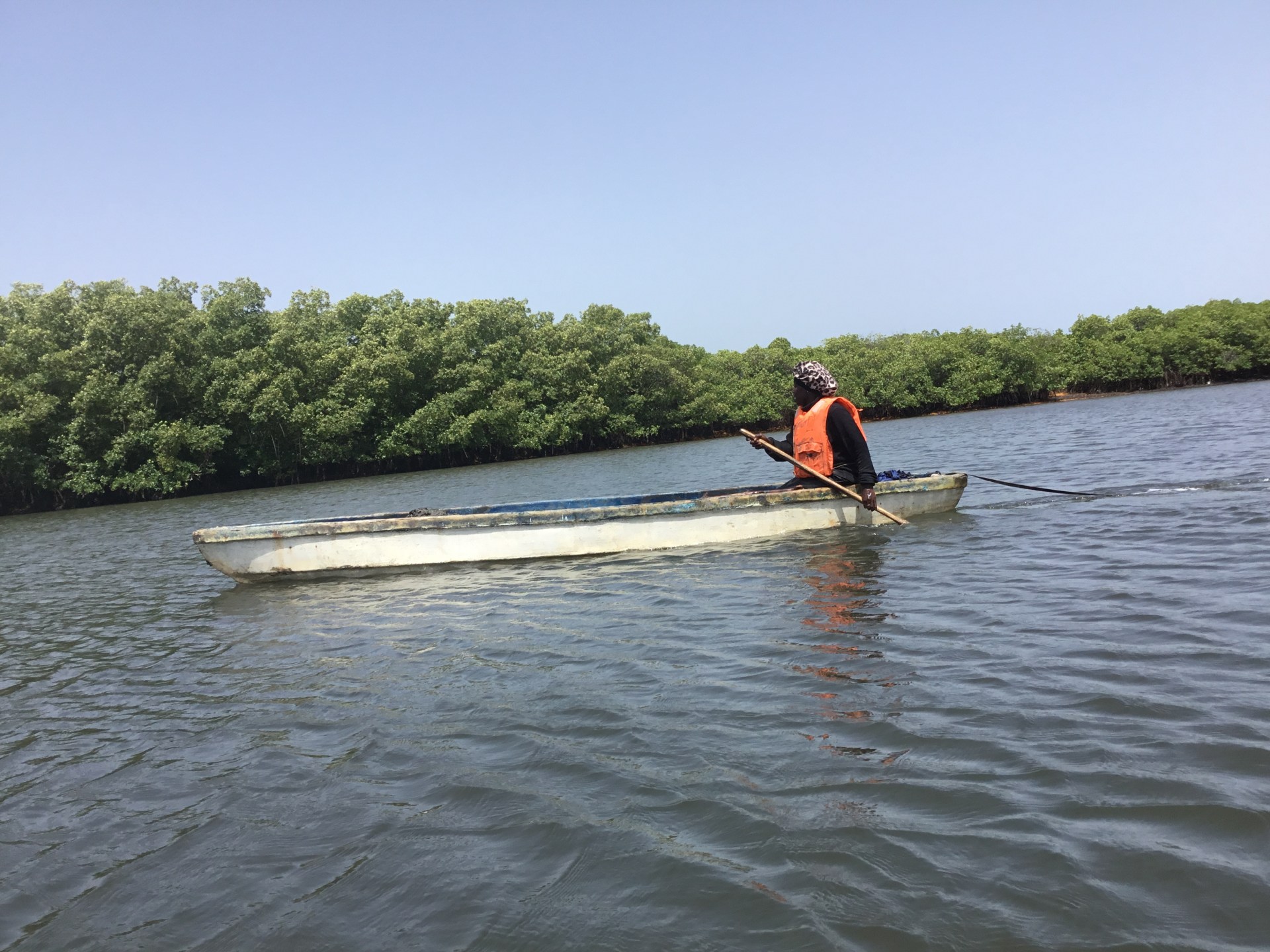 In The Gambia, mangrove restoration is also a livelihood