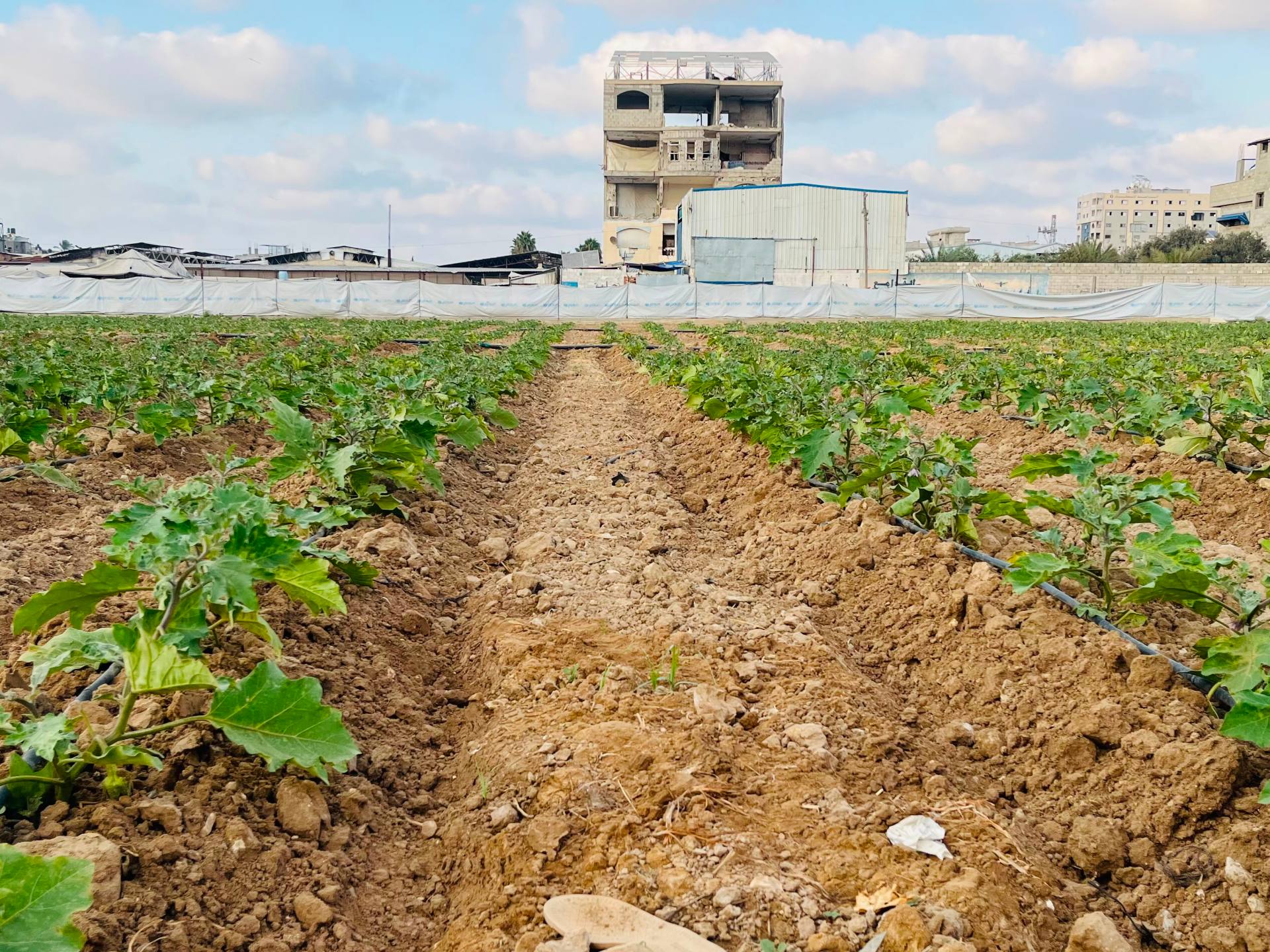 How Gaza farmers are rebuilding through small-scale projects