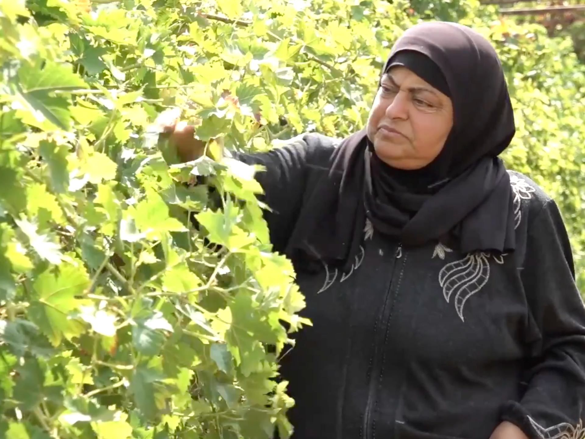 Palestinian farmers protect vineyards and livestock in Hebron