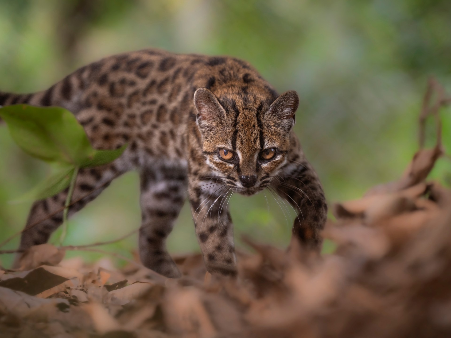 Leopardus tilcayo becomes the first new wildcat species described in more than a century