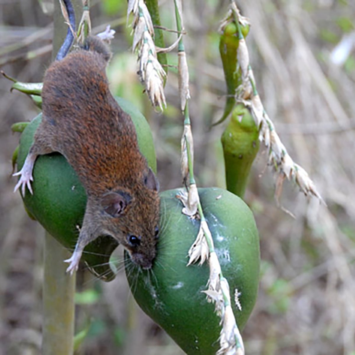 Why periodic bamboo flowering in Mizoram leads to rodent outbreaks and crop devastation