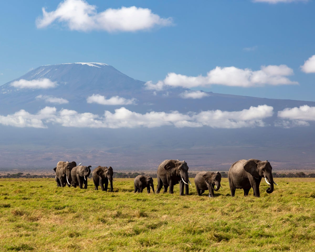 Investigation launched into sudden deaths of 15 elephants in Kenya’s Amboseli park