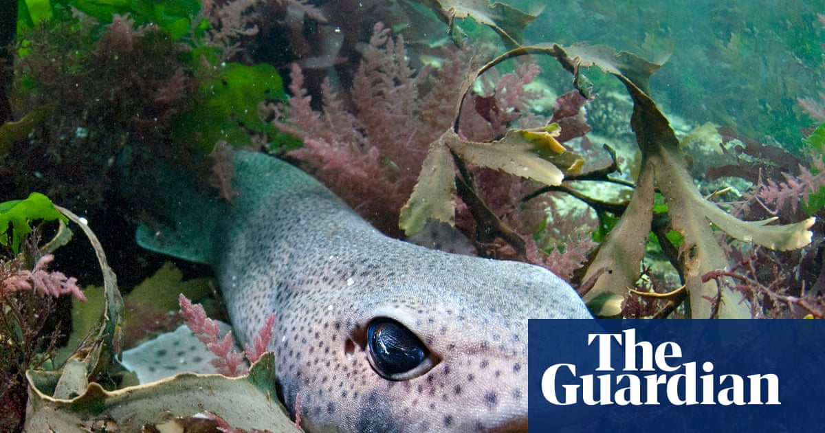 How warmer seas are changing marine life around Britain