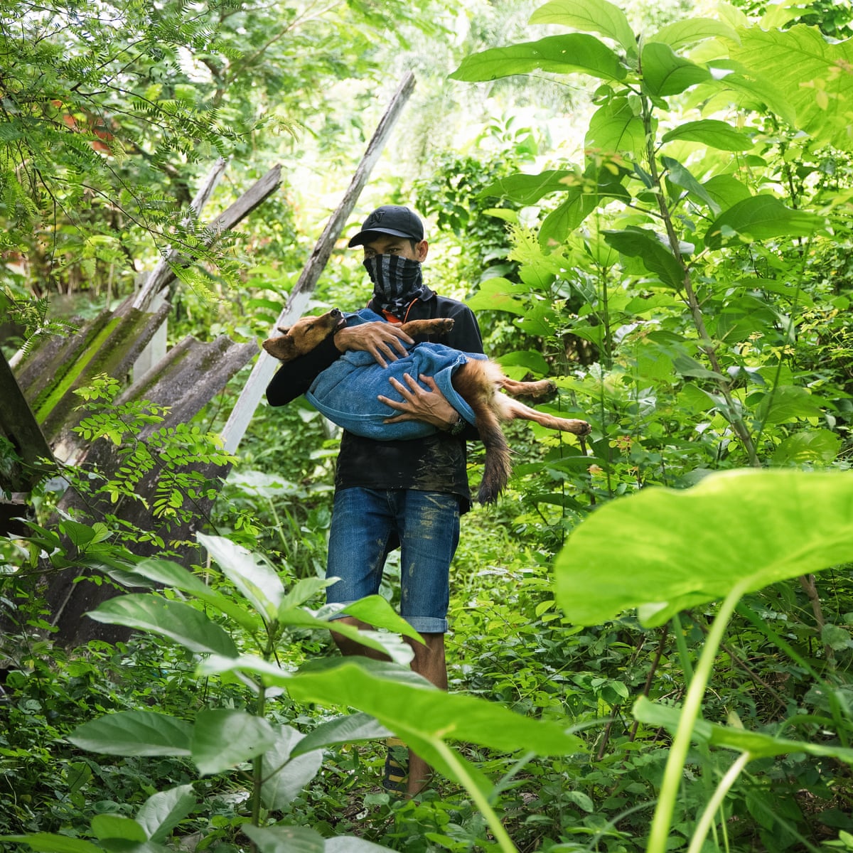 Exploring Thailand’s Compassionate Network Saving Stray Animals