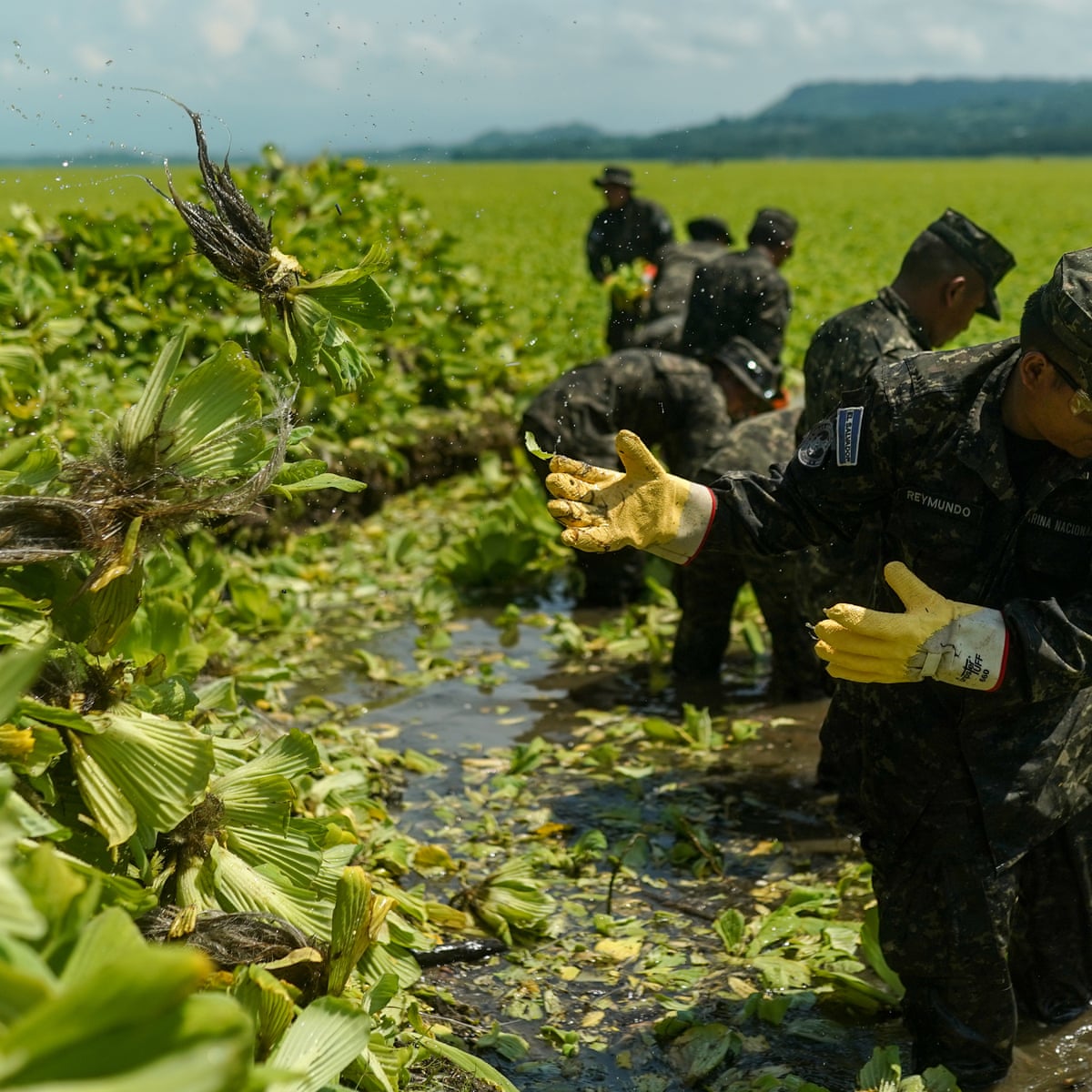 A year after dead fish and invasive plants appeared, Lake Suchitlán’s pollution mystery persists