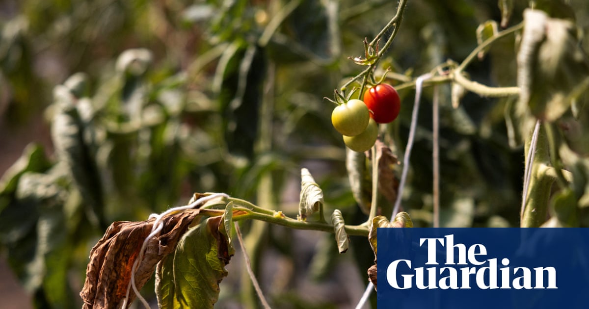 Why the UK’s fruit and vegetable supply is exposed to climate shocks
