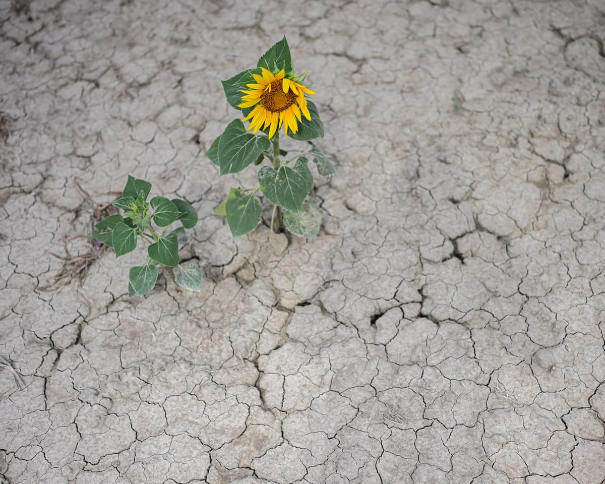 Climate crisis intensifies Europe’s extreme drought by drying soils and water sources