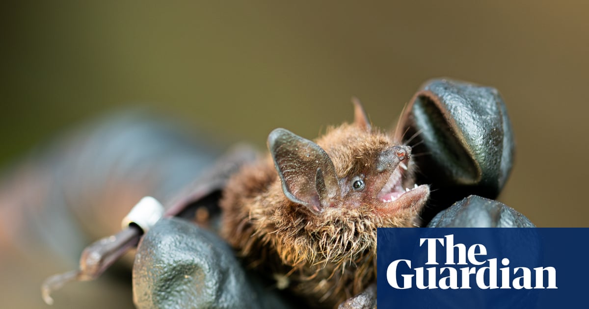 Northern Canada’s bats face a new threat from white-nose syndrome