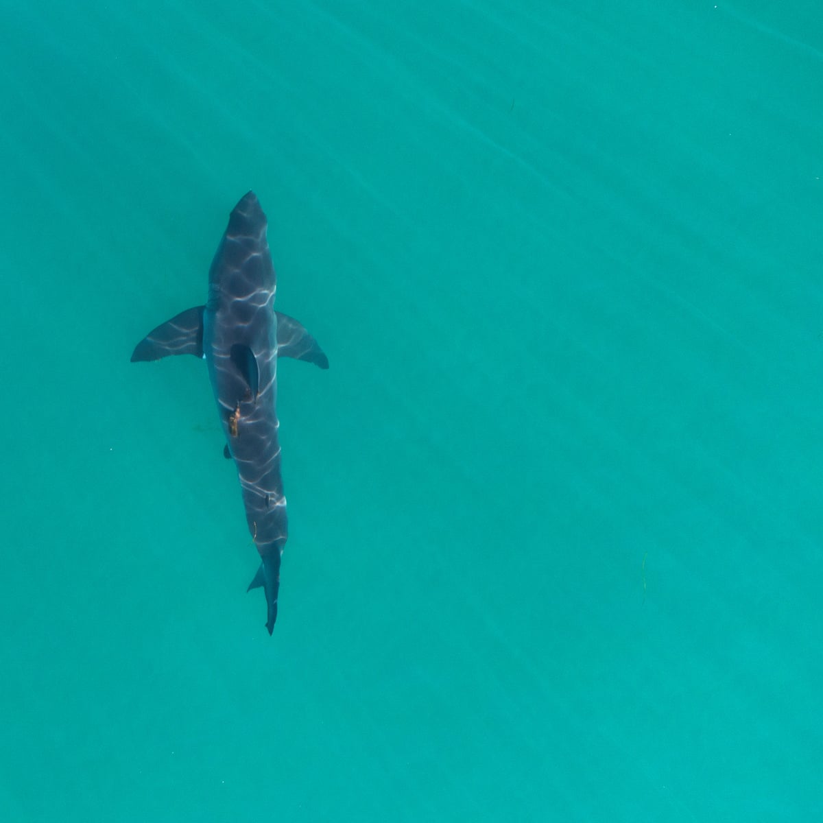 Increase in young great white sharks along California coast signals sharkiest summer in a decade