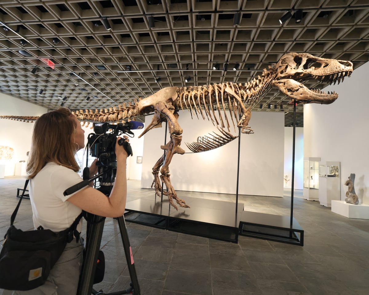 Scientists worry as a rare T rex skeleton is set for multimillion-dollar auction at Sotheby’s