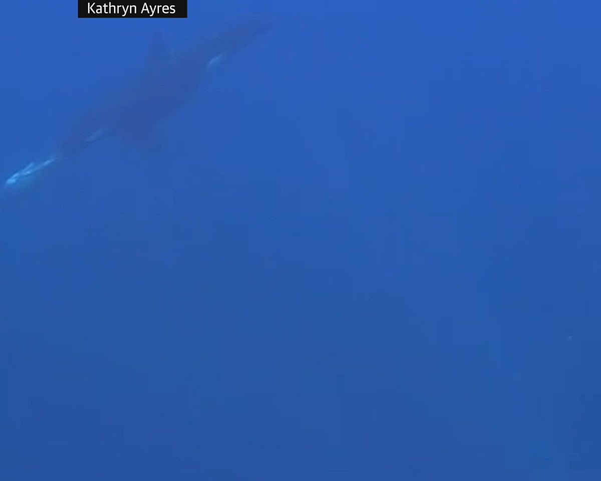 Orcas observed smashing sunfish into fragments may be engaging in playful behavior